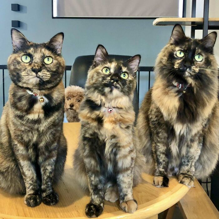 Council Is Convened. With Special Guest Council Is Convened. With Special Guest