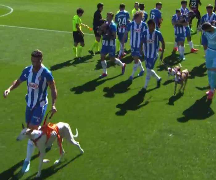 Abandoned Dogs Find Home After Football Team’s Awareness-Raising Action Before The Match Abandoned Dogs Find Home After Football Team’s Awareness-Raising Action Before The Match