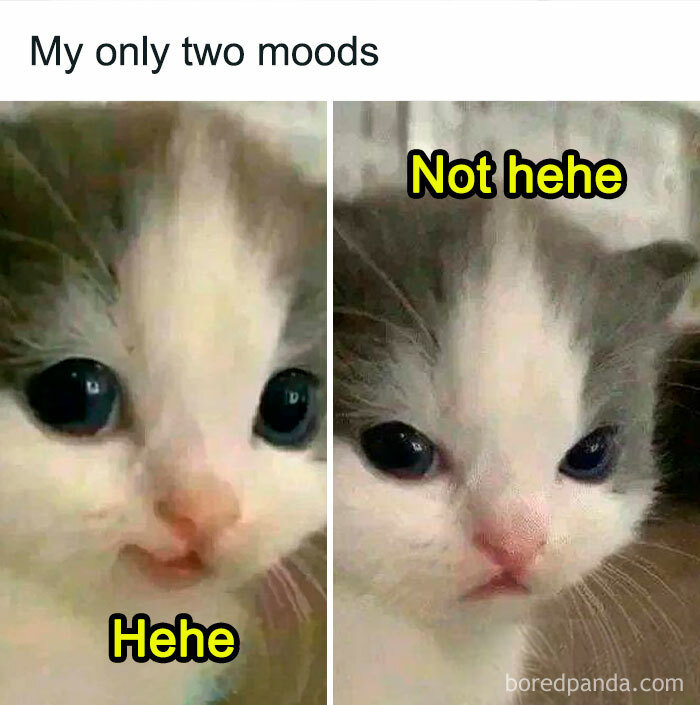50 Ridiculously Cute Cat Memes That Can Brighten Your Day Bored Panda