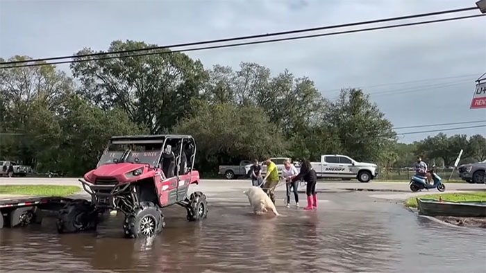 Pig Who Was Left Tied To Petrol Station Before Hurricane Gets Rescued, And People Online Love It Pig Who Was Left Tied To Petrol Station Before Hurricane Gets Rescued, And People Online Love It