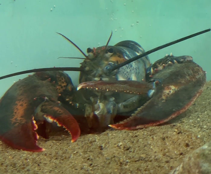 "Woke" And "Nonbinary" Half Male, Half Female Lobster Goes Viral Online "Woke" And "Nonbinary" Half Male, Half Female Lobster Goes Viral Online