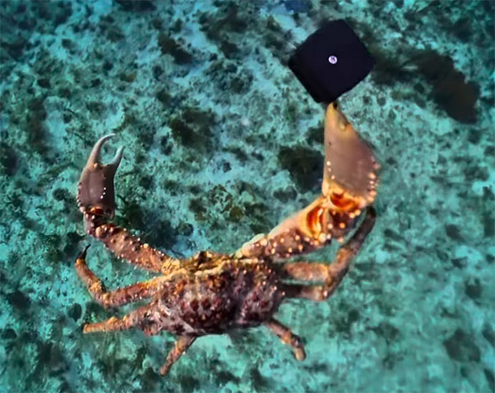 People Online Are Very Amused By This Crab Who Stole A Camera And Went On Filming His Adventures People Online Are Very Amused By This Crab Who Stole A Camera And Went On Filming His Adventures