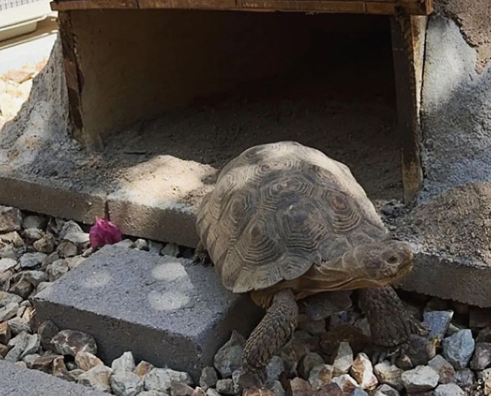 People Online Are Obsessed With This Cute Tortoise And His Owner, Who Got A Matching Manicure People Online Are Obsessed With This Cute Tortoise And His Owner, Who Got A Matching Manicure