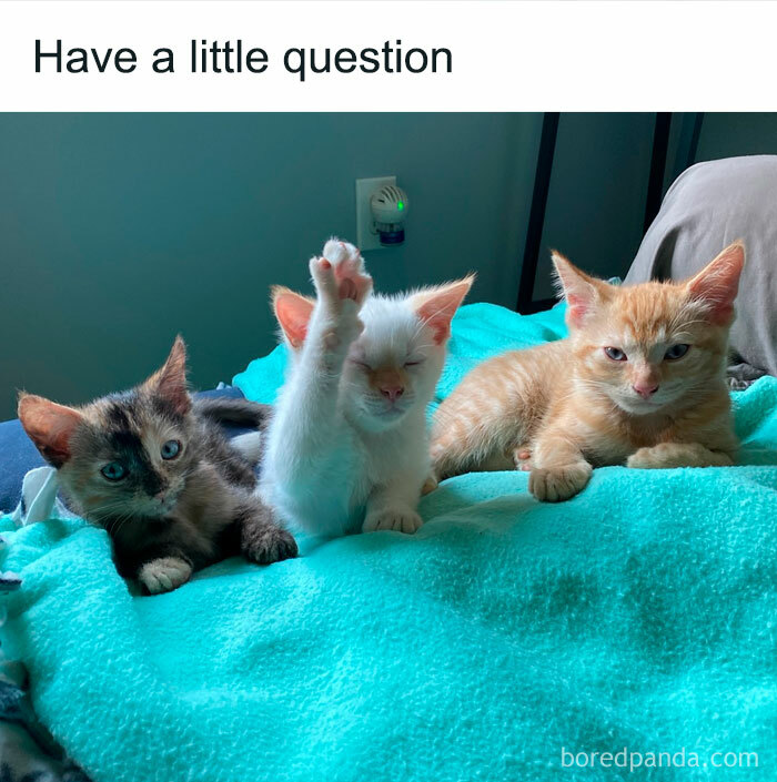 50 Ridiculously Cute Cat Memes That Can Brighten Your Day Bored Panda