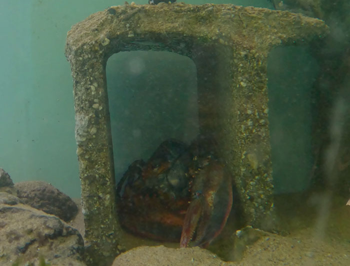 "Woke" And "Nonbinary" Half Male, Half Female Lobster Goes Viral Online "Woke" And "Nonbinary" Half Male, Half Female Lobster Goes Viral Online