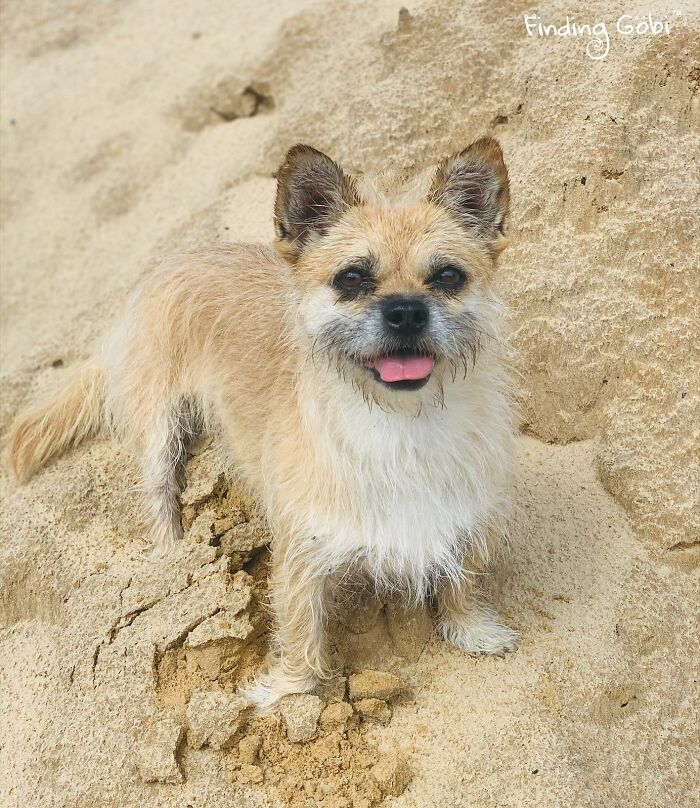 Stray Dog Runs 80 Miles With Athlete In Chinese Desert, Finds A New Home Stray Dog Runs 80 Miles With Athlete In Chinese Desert, Finds A New Home
