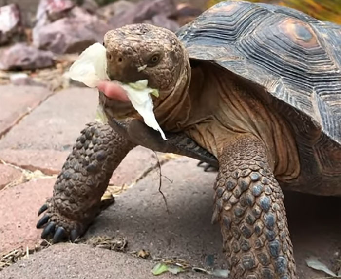 People Online Are Obsessed With This Cute Tortoise And His Owner, Who Got A Matching Manicure People Online Are Obsessed With This Cute Tortoise And His Owner, Who Got A Matching Manicure