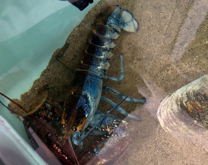 "Woke" And "Nonbinary" Half Male, Half Female Lobster Goes Viral Online "Woke" And "Nonbinary" Half Male, Half Female Lobster Goes Viral Online