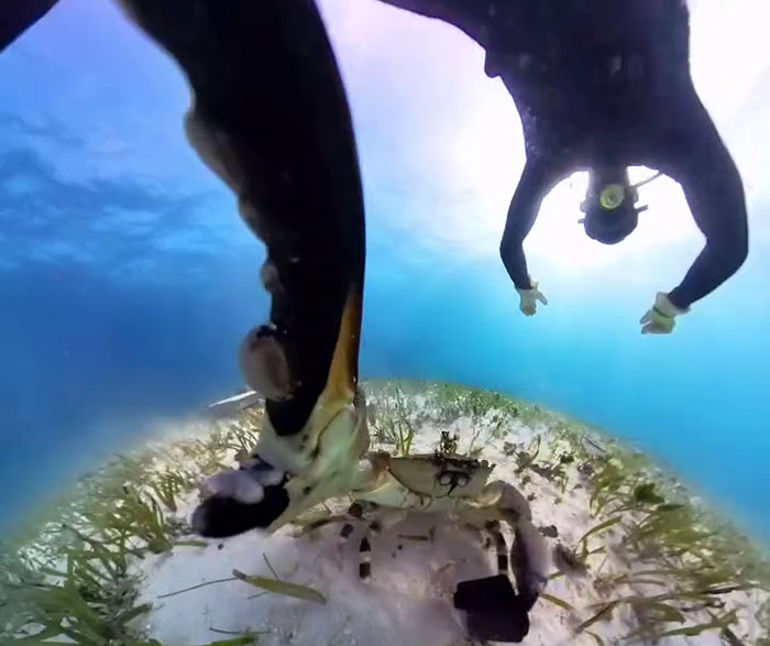 People Online Are Very Amused By This Crab Who Stole A Camera And Went On Filming His Adventures People Online Are Very Amused By This Crab Who Stole A Camera And Went On Filming His Adventures