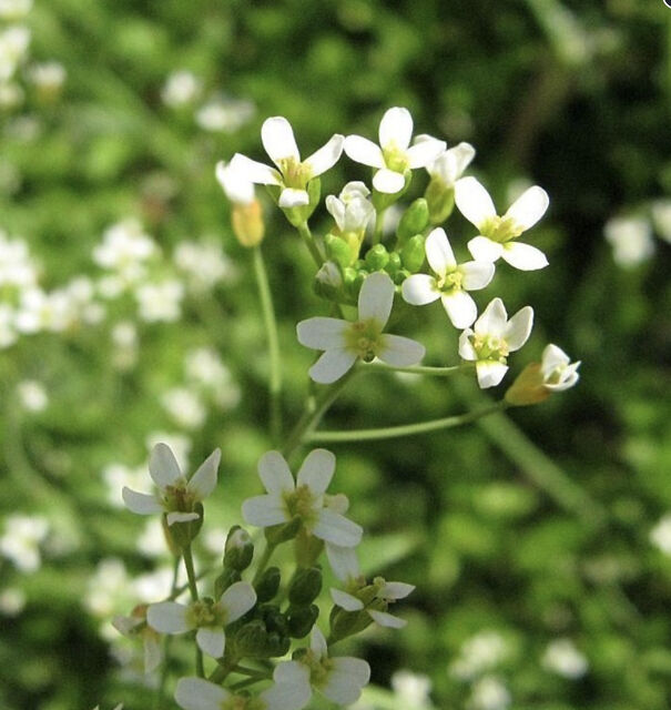 Arabidopsis-thaliana-67226b6308eda-png.jpg