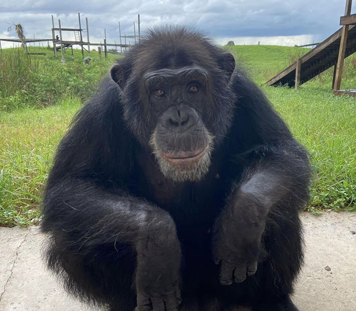 PETA Lawyer Exclusively Opens Up Amid Before And After Photos Of Tonka From “Chimp Crazy” PETA Lawyer Exclusively Opens Up Amid Before And After Photos Of Tonka From “Chimp Crazy”