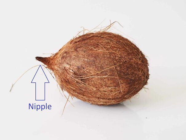 Coconut-672209582c1d0.jpg