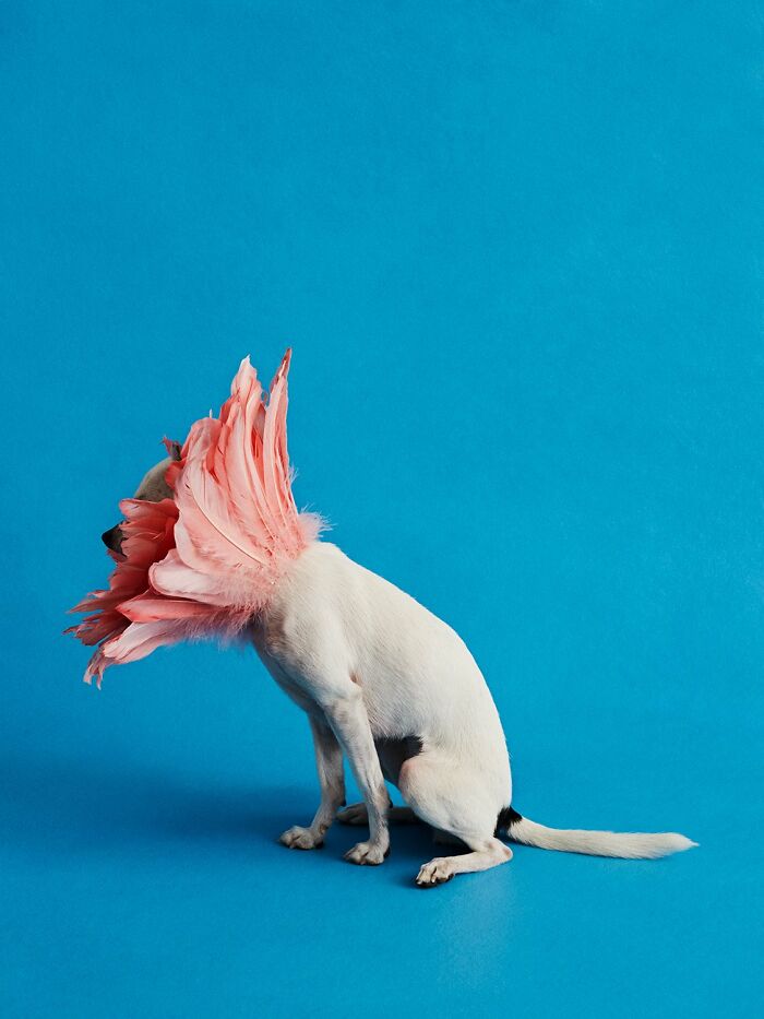 "Cone Of Shame" By Winnie Au