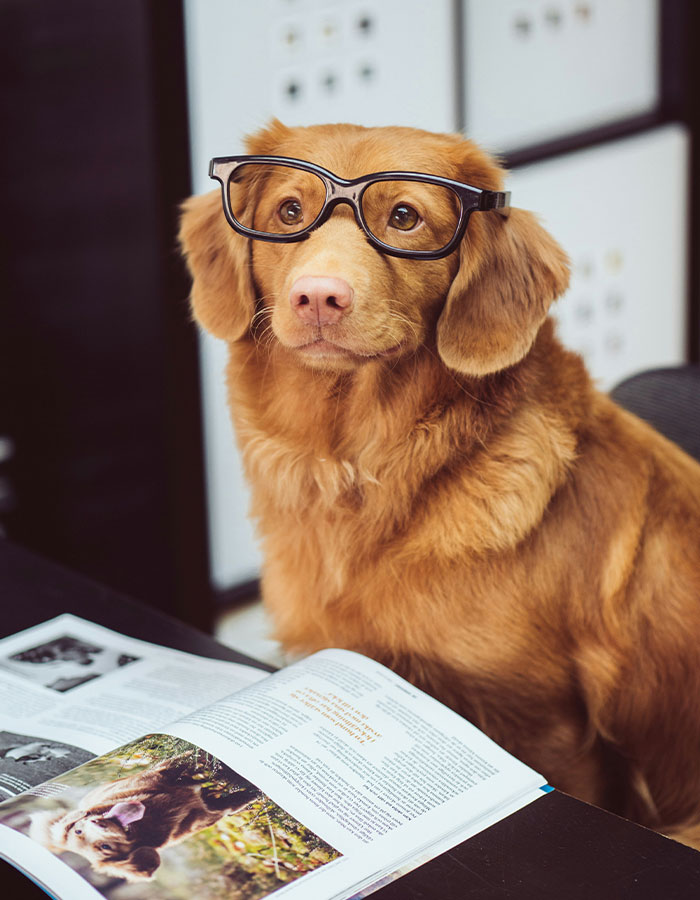 Dogs May Be Entering A New Phase Of Evolution Due To Modern Human Life, According To Scientists Dogs May Be Entering A New Phase Of Evolution Due To Modern Human Life, According To Scientists