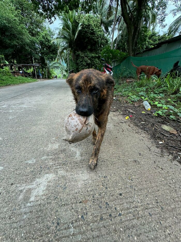 Stray Dog Is Melting Hearts Online For Bringing A Gift For Man Every time He Comes To Feed Her Stray Dog Is Melting Hearts Online For Bringing A Gift For Man Every time He Comes To Feed Her