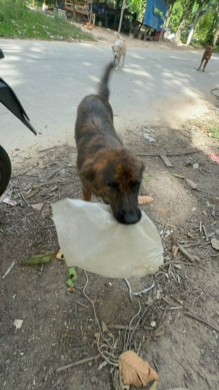 Stray Dog Is Melting Hearts Online For Bringing A Gift For Man Every time He Comes To Feed Her Stray Dog Is Melting Hearts Online For Bringing A Gift For Man Every time He Comes To Feed Her