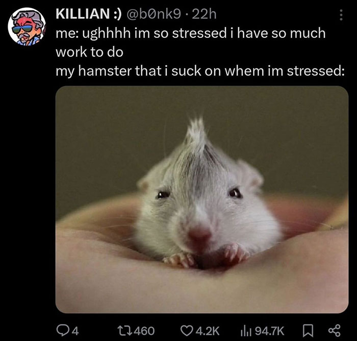 30 Hamster Memes That Will Have You Squeaking With 
