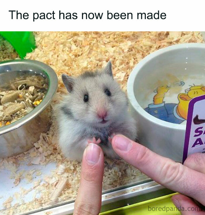 30 Hamster Memes That Will Have You Squeaking With 