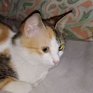 vivianmwamuye avatar