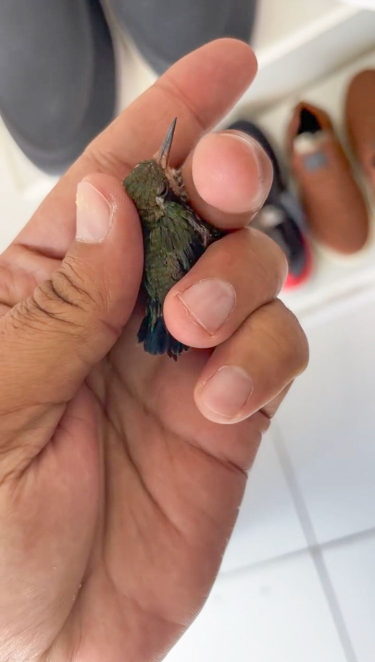 This Guy Saved A Baby Hummingbird And Soon Found Out She Wasn’t Alone This Guy Saved A Baby Hummingbird And Soon Found Out She Wasn’t Alone