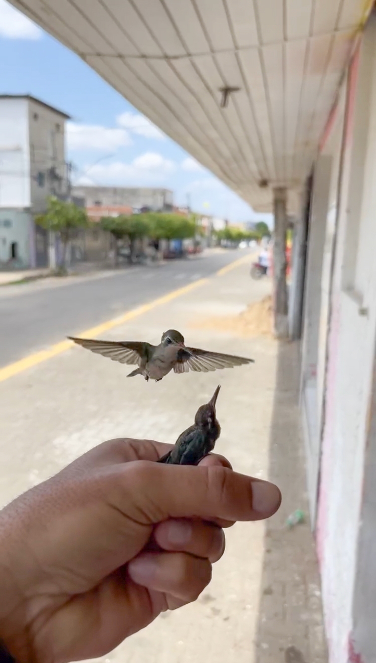This Guy Saved A Baby Hummingbird And Soon Found Out She Wasn’t Alone This Guy Saved A Baby Hummingbird And Soon Found Out She Wasn’t Alone