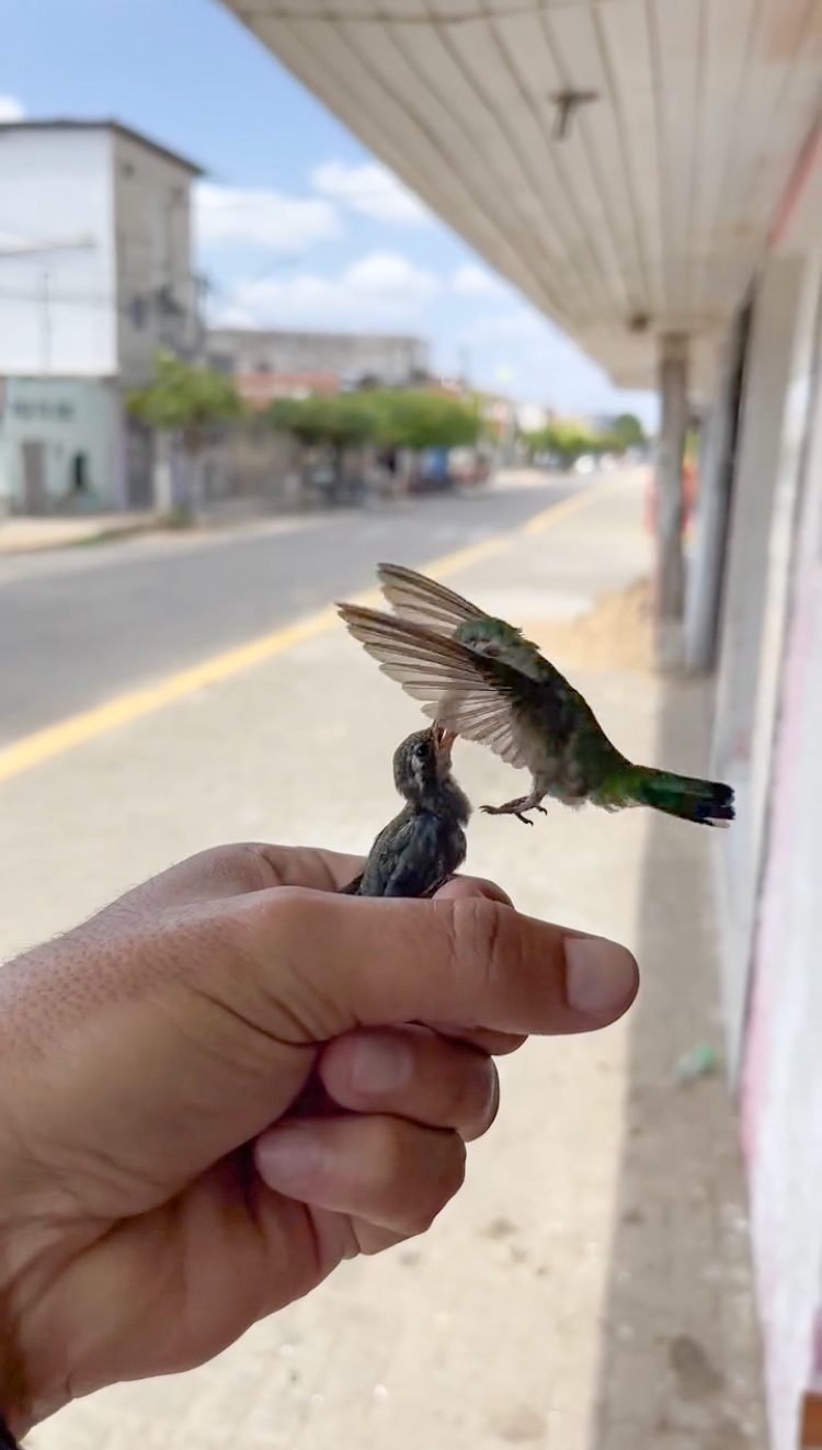 This Guy Saved A Baby Hummingbird And Soon Found Out She Wasn’t Alone This Guy Saved A Baby Hummingbird And Soon Found Out She Wasn’t Alone
