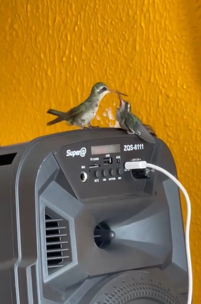 This Guy Saved A Baby Hummingbird And Soon Found Out She Wasn’t Alone This Guy Saved A Baby Hummingbird And Soon Found Out She Wasn’t Alone