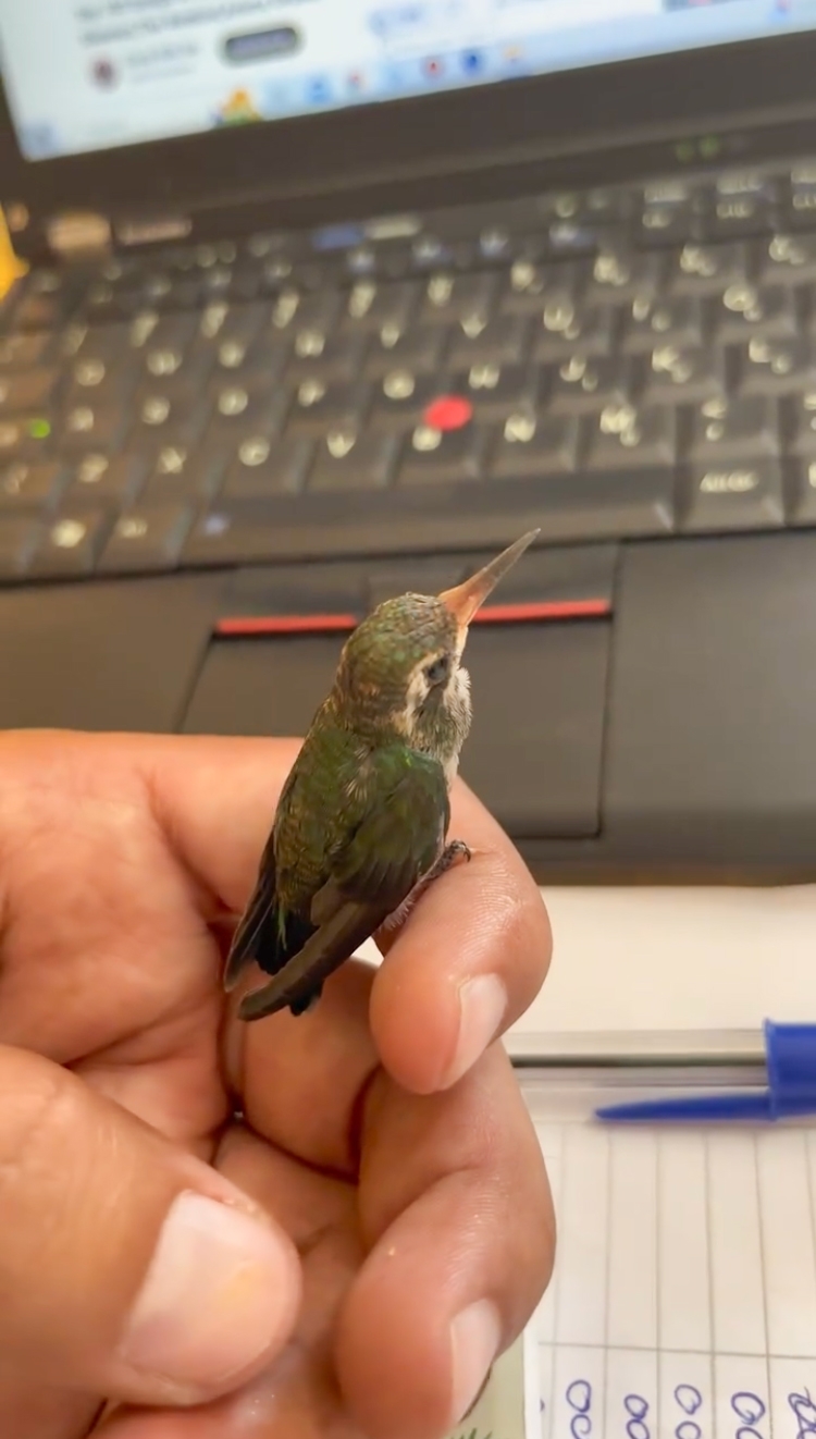 This Guy Saved A Baby Hummingbird And Soon Found Out She Wasn’t Alone This Guy Saved A Baby Hummingbird And Soon Found Out She Wasn’t Alone
