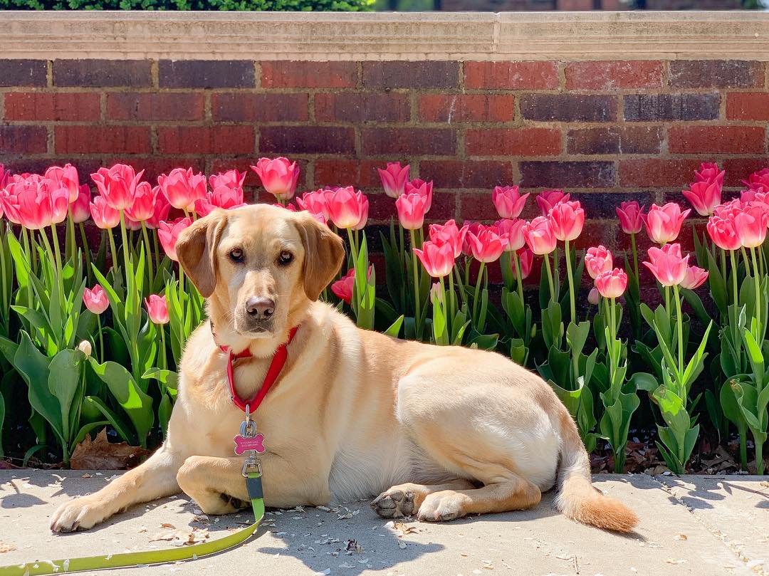 Mailman Finds A Hilarious Way To Greet Beloved Dog Each Morning On His Route Mailman Finds A Hilarious Way To Greet Beloved Dog Each Morning On His Route