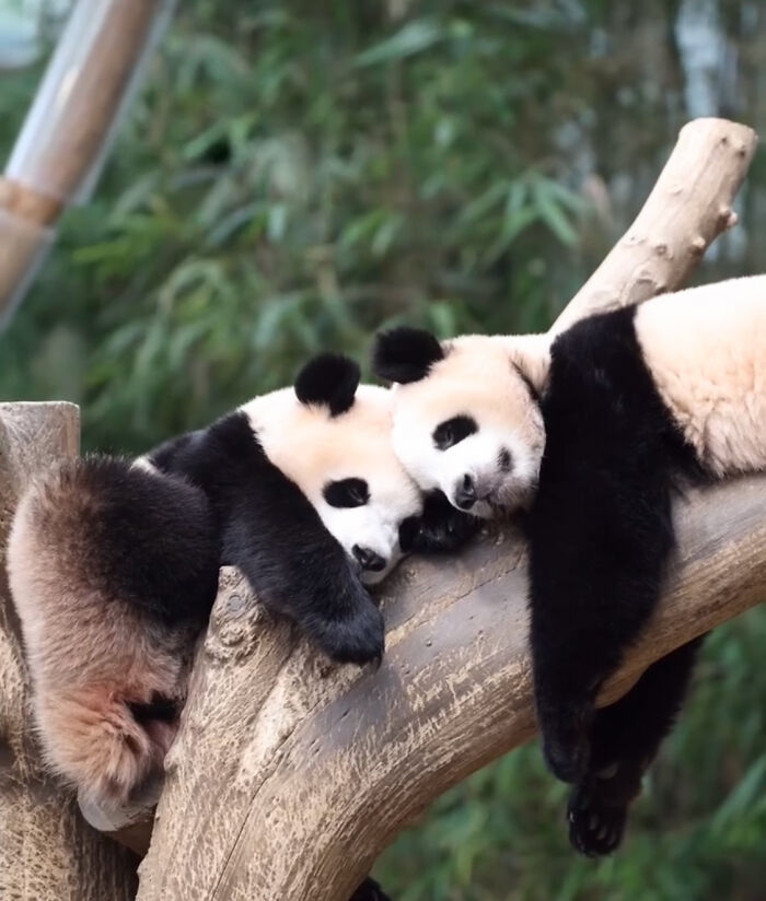Two adorable panda twins resting on a tree branch surrounded by lush green bamboo foliage in a natural setting Two adorable panda twins resting on a tree branch surrounded by lush green bamboo foliage in a natural setting