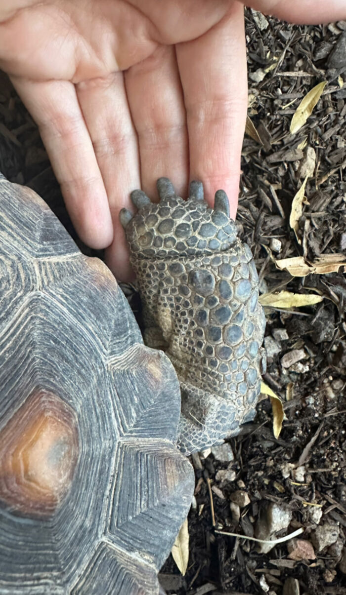 This Woman Has Become True Besties With A Sonoran Desert Tortoise She Recently Adopted This Woman Has Become True Besties With A Sonoran Desert Tortoise She Recently Adopted