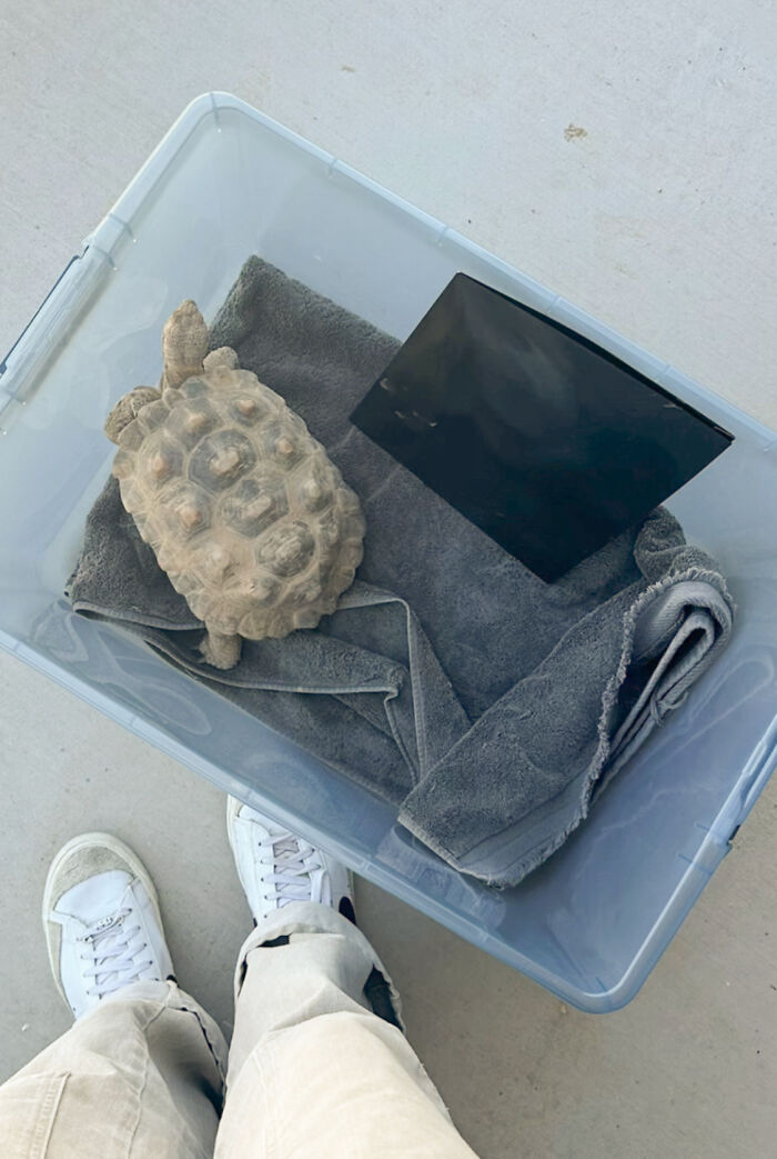 This Woman Has Become True Besties With A Sonoran Desert Tortoise She Recently Adopted This Woman Has Become True Besties With A Sonoran Desert Tortoise She Recently Adopted