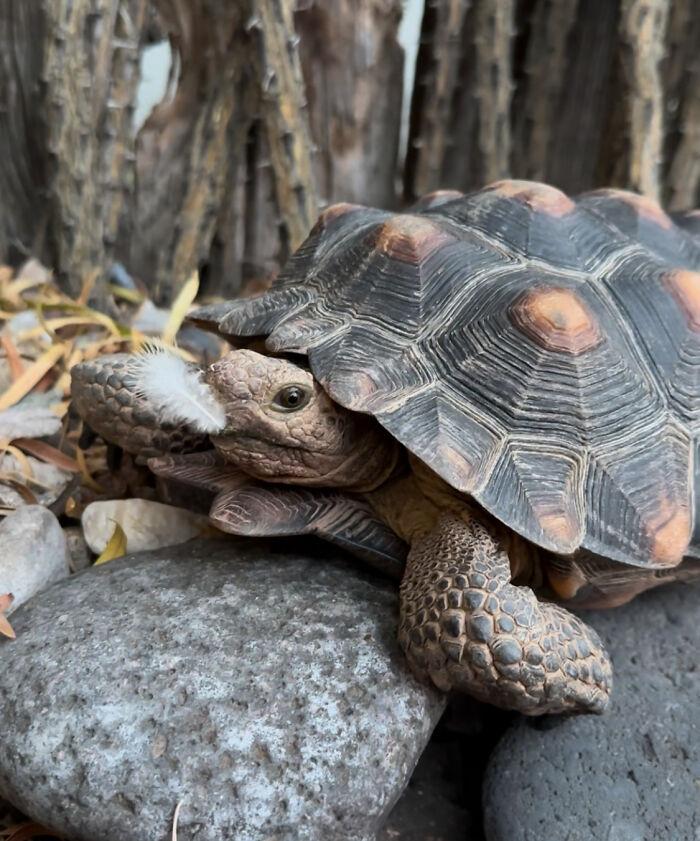 This Woman Has Become True Besties With A Sonoran Desert Tortoise She Recently Adopted This Woman Has Become True Besties With A Sonoran Desert Tortoise She Recently Adopted