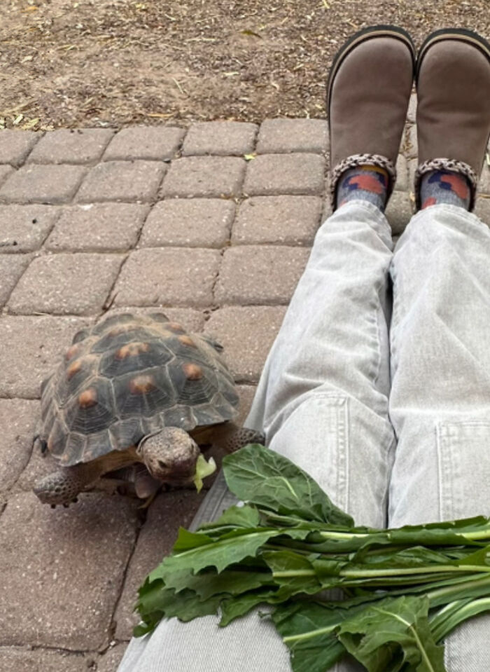 This Woman Has Become True Besties With A Sonoran Desert Tortoise She Recently Adopted This Woman Has Become True Besties With A Sonoran Desert Tortoise She Recently Adopted