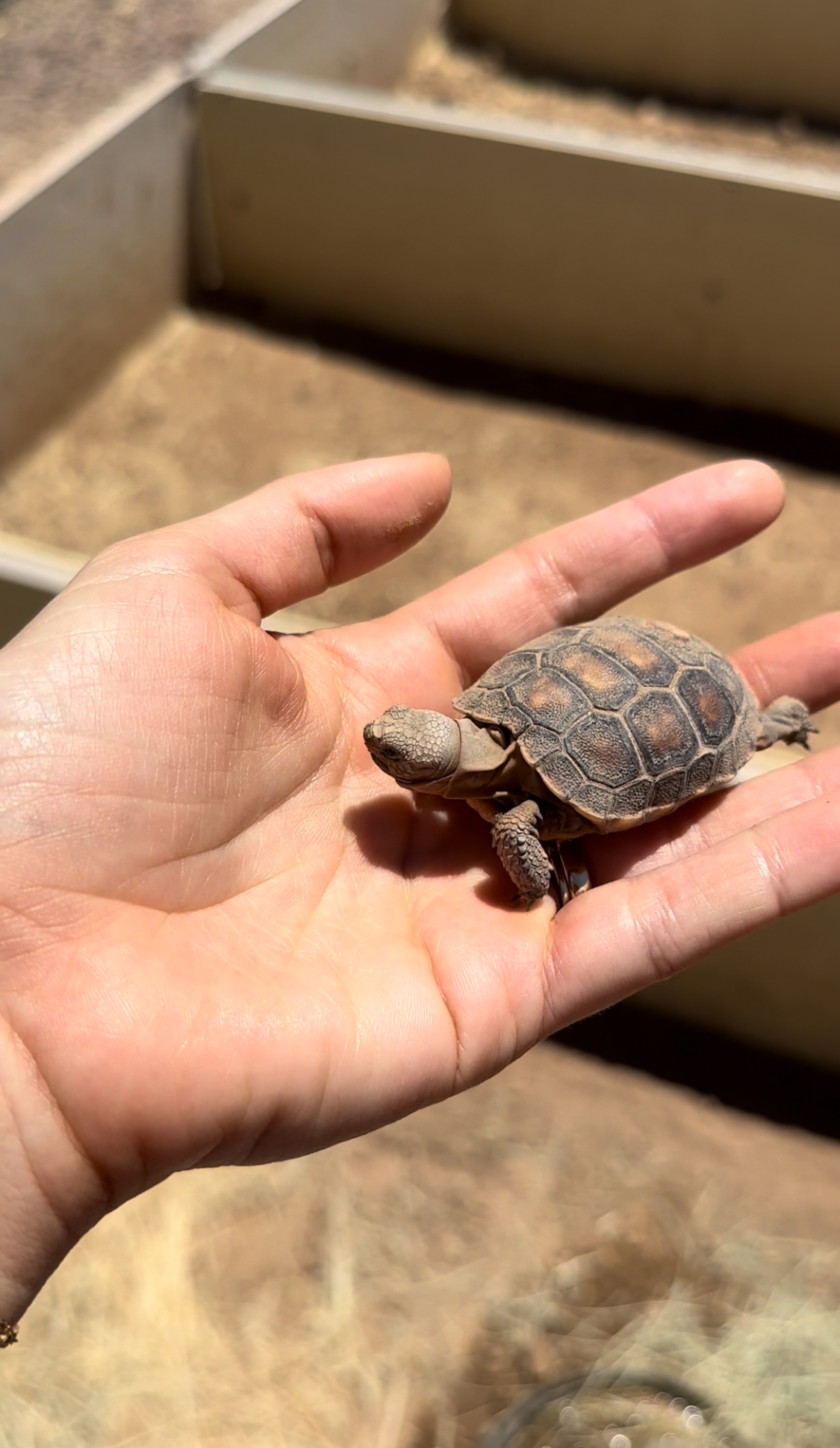 This Woman Has Become True Besties With A Sonoran Desert Tortoise She Recently Adopted This Woman Has Become True Besties With A Sonoran Desert Tortoise She Recently Adopted