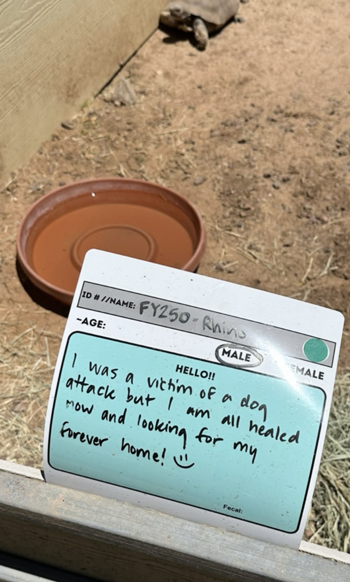 This Woman Has Become True Besties With A Sonoran Desert Tortoise She Recently Adopted This Woman Has Become True Besties With A Sonoran Desert Tortoise She Recently Adopted