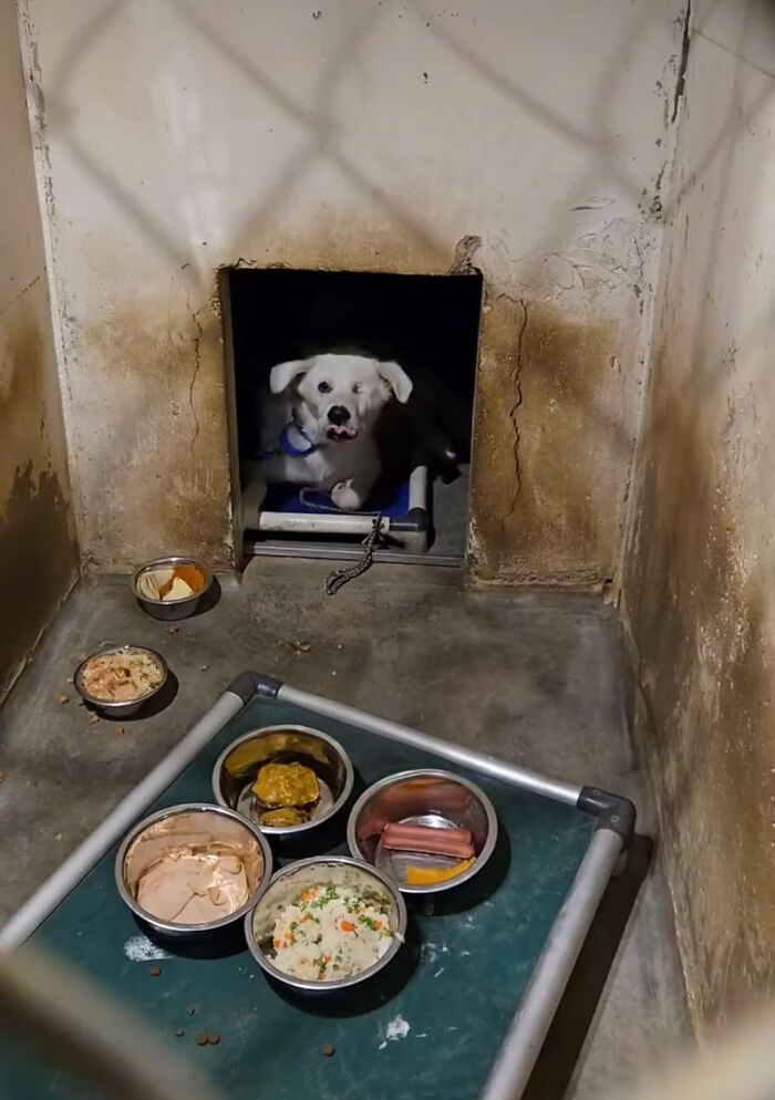 Meet Spinach - One-Eyed Dog Who Refused To Give Up And Finally Was Adopted By A Loving Family Meet Spinach - One-Eyed Dog Who Refused To Give Up And Finally Was Adopted By A Loving Family