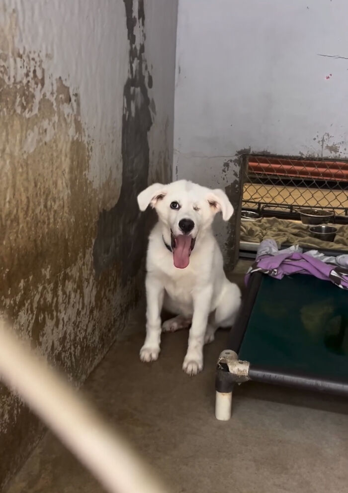 Meet Spinach - One-Eyed Dog Who Refused To Give Up And Finally Was Adopted By A Loving Family Meet Spinach - One-Eyed Dog Who Refused To Give Up And Finally Was Adopted By A Loving Family