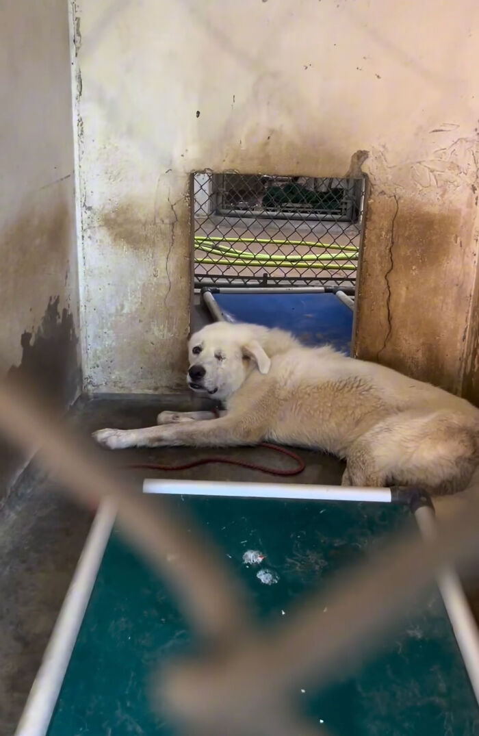 Meet Spinach - One-Eyed Dog Who Refused To Give Up And Finally Was Adopted By A Loving Family Meet Spinach - One-Eyed Dog Who Refused To Give Up And Finally Was Adopted By A Loving Family