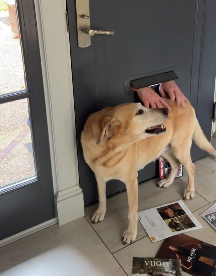 Mailman Finds A Hilarious Way To Greet Beloved Dog Each Morning On His Route Mailman Finds A Hilarious Way To Greet Beloved Dog Each Morning On His Route