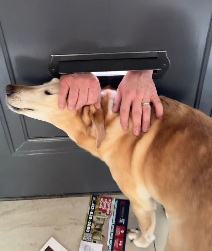 Mailman Finds A Hilarious Way To Greet Beloved Dog Each Morning On His Route Mailman Finds A Hilarious Way To Greet Beloved Dog Each Morning On His Route