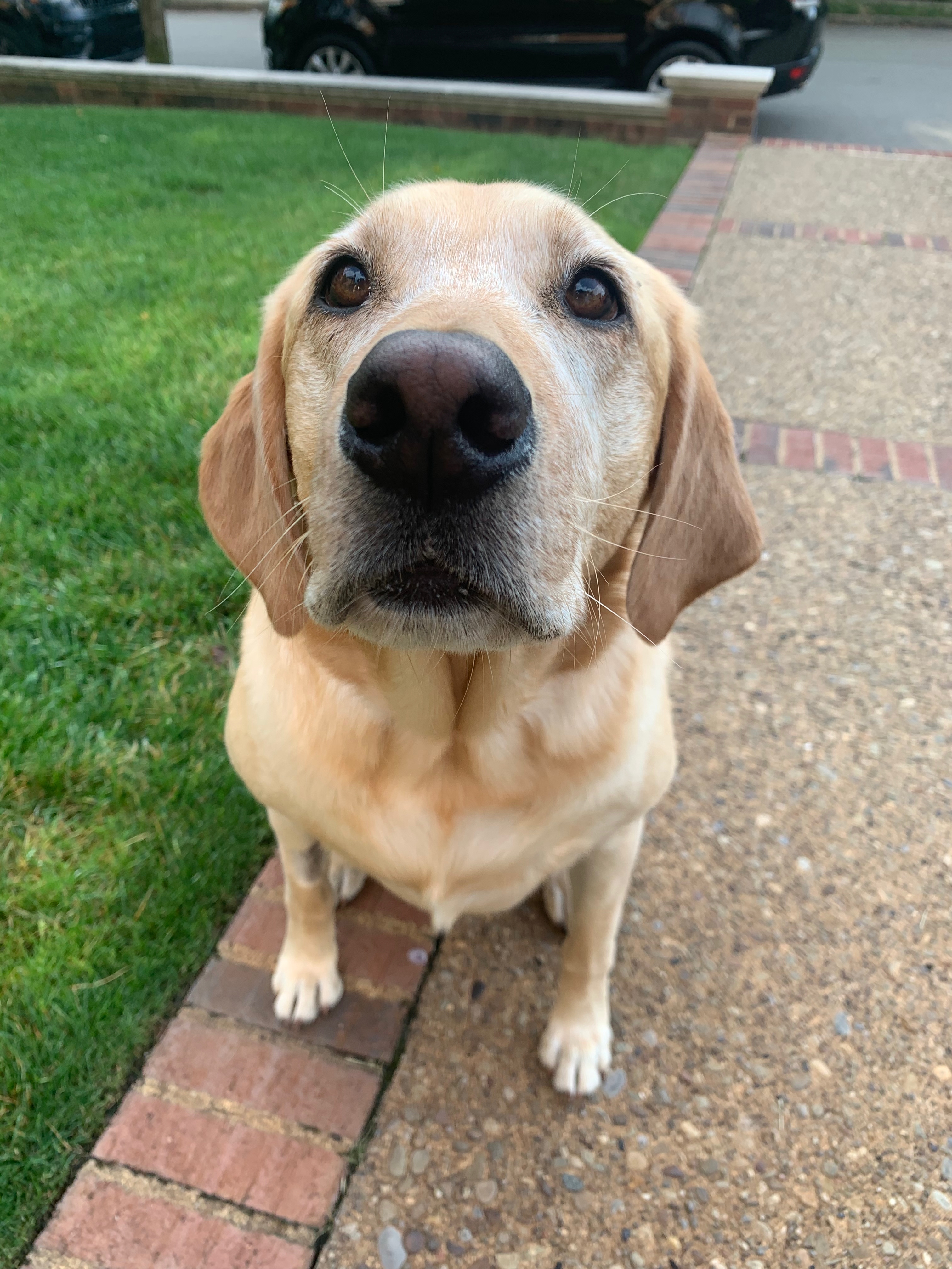 Mailman Finds A Hilarious Way To Greet Beloved Dog Each Morning On His Route Mailman Finds A Hilarious Way To Greet Beloved Dog Each Morning On His Route