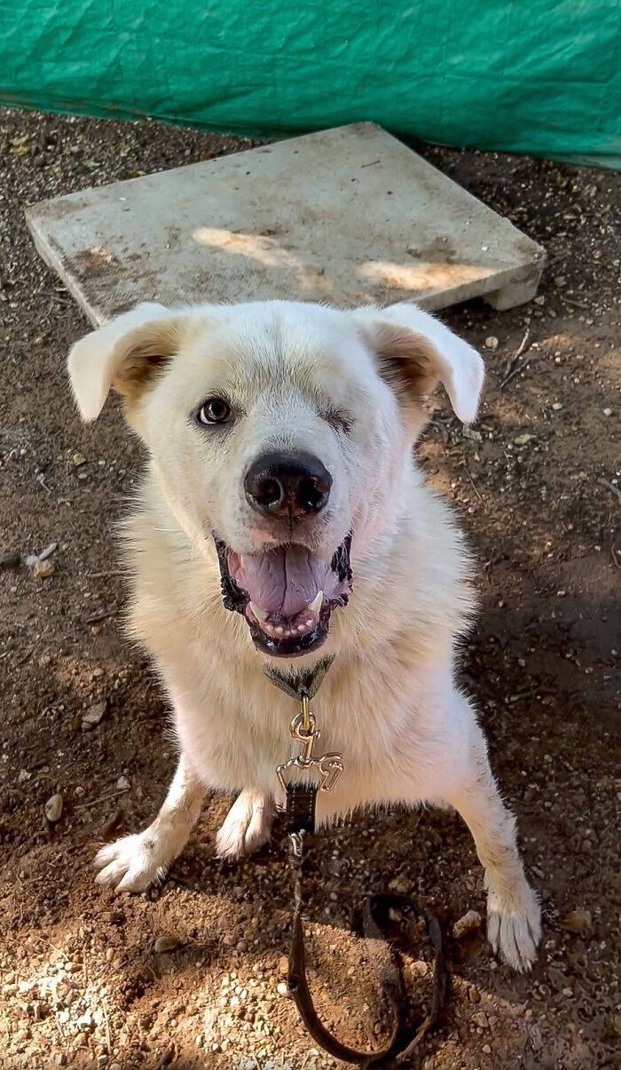 Meet Spinach - One-Eyed Dog Who Refused To Give Up And Finally Was Adopted By A Loving Family Meet Spinach - One-Eyed Dog Who Refused To Give Up And Finally Was Adopted By A Loving Family