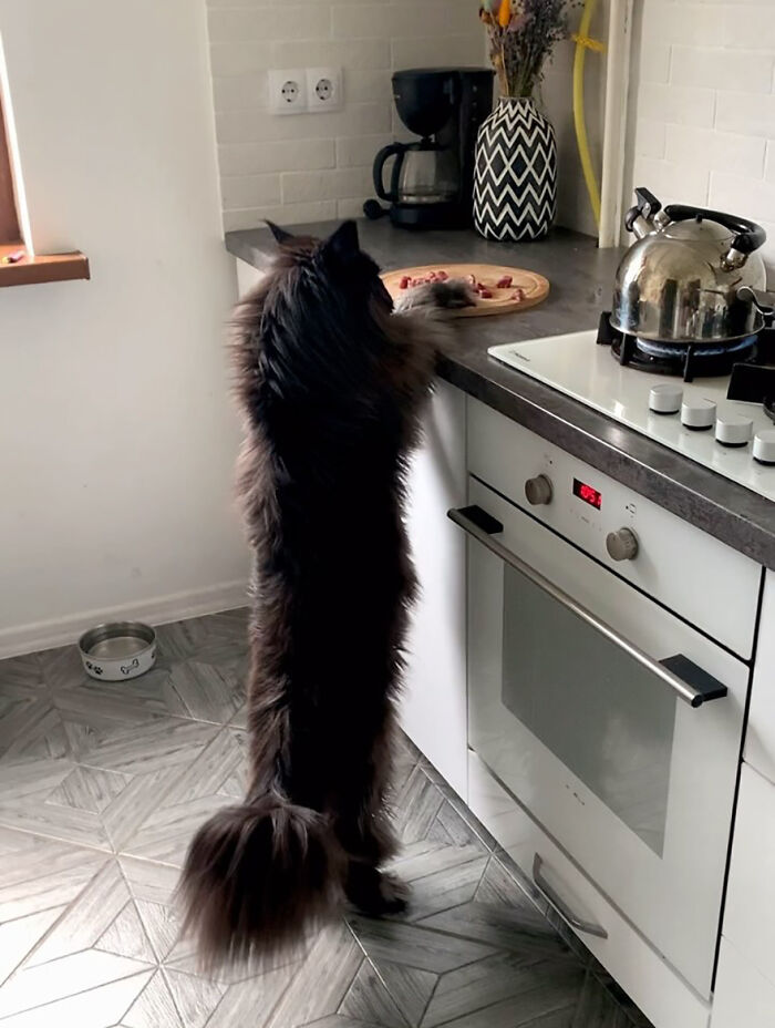 This Giant Cat Amazes People On The Internet As He Can Reach The Countertop Like It's No Big Deal This Giant Cat Amazes People On The Internet As He Can Reach The Countertop Like It's No Big Deal