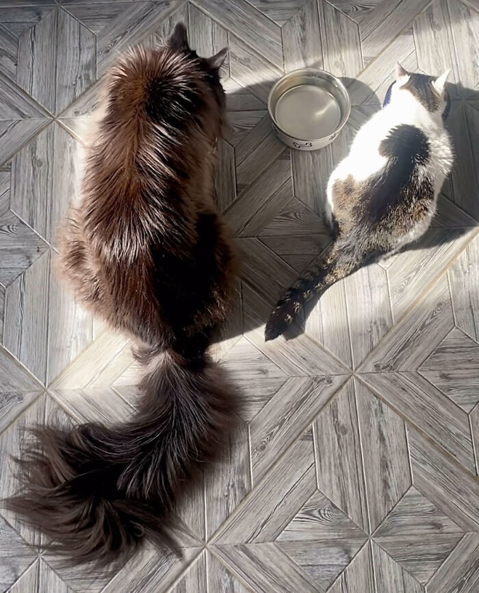 This Giant Cat Amazes People On The Internet As He Can Reach The Countertop Like It's No Big Deal This Giant Cat Amazes People On The Internet As He Can Reach The Countertop Like It's No Big Deal