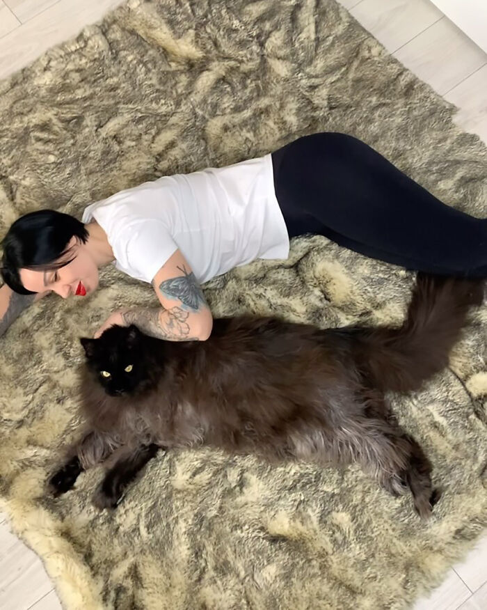 This Giant Cat Amazes People On The Internet As He Can Reach The Countertop Like It's No Big Deal This Giant Cat Amazes People On The Internet As He Can Reach The Countertop Like It's No Big Deal