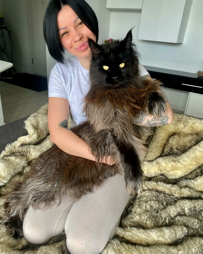 This Giant Cat Amazes People On The Internet As He Can Reach The Countertop Like It's No Big Deal This Giant Cat Amazes People On The Internet As He Can Reach The Countertop Like It's No Big Deal