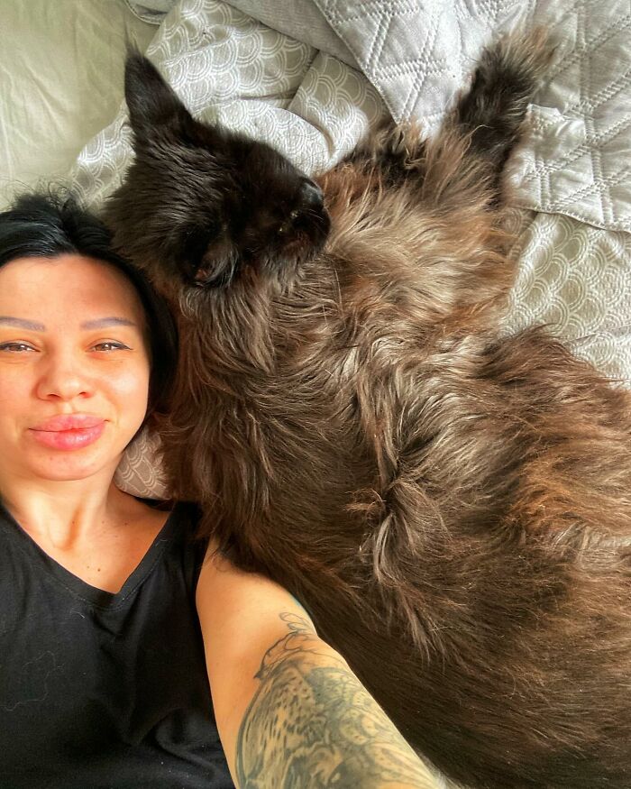 This Giant Cat Amazes People On The Internet As He Can Reach The Countertop Like It's No Big Deal This Giant Cat Amazes People On The Internet As He Can Reach The Countertop Like It's No Big Deal