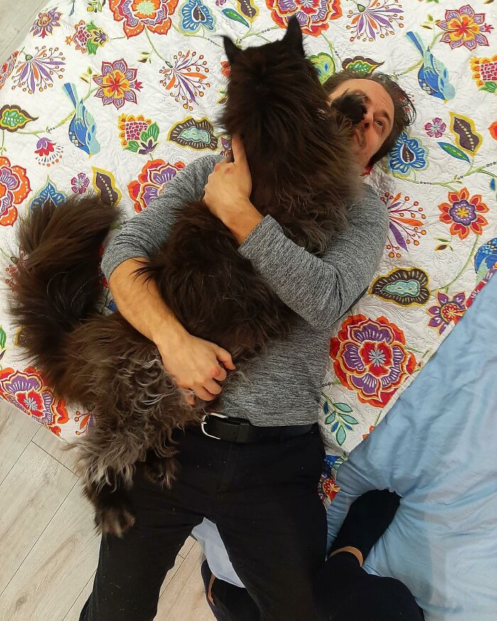 This Giant Cat Amazes People On The Internet As He Can Reach The Countertop Like It's No Big Deal This Giant Cat Amazes People On The Internet As He Can Reach The Countertop Like It's No Big Deal