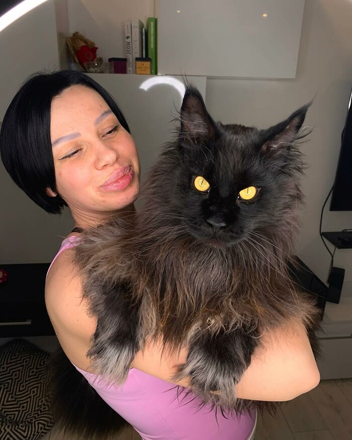 This Giant Cat Amazes People On The Internet As He Can Reach The Countertop Like It's No Big Deal This Giant Cat Amazes People On The Internet As He Can Reach The Countertop Like It's No Big Deal